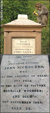 A rhesus monkey and John Nicholson's headstone